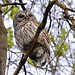 Female Barred Owl