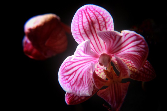 Phalaenopsis (orchidée papillon)