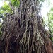 My neighbor Totoro lives here Giant root tree at Bogor botanical garden, Bogor City, West Java Indon