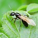 Kerblippige Holzameise (Camponotus fallax) (1)