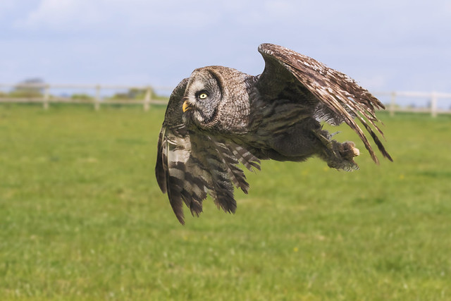 Great Grey Owl flying over a grassy field