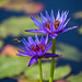 International Waterlily Collection in San Angelo, Texas