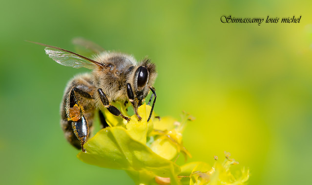 Honeybee / Abeilles domestique