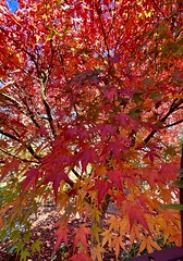 Flavour of autumn- Japanese maple in my backyard