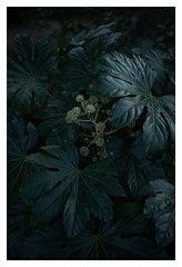 #SONY #ILCE7M2 #a7ii #Sonyimages #50mm #lomography #lomoartlens #lomo #newJupiter3 #botanical #plant #plantart #botanicalphotography #botanicalart #bokeh #Depthoffield #dof #Asia #Tokyo #Japan #u5409u7965u5bfa #u4e95u306eu982du6069u8cdcu516cu5712 #u6b66u8535u91ceu5e02 #shinikegamigreen