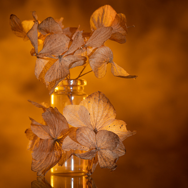 Dried blossoms and the orange light