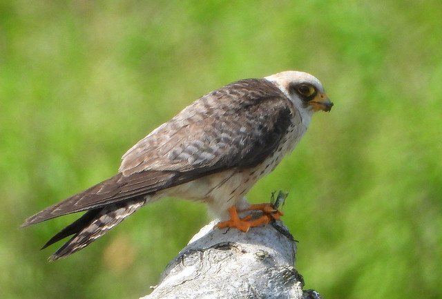 Immature female Red-footed Falcon Eating Emperor Dragonfly.