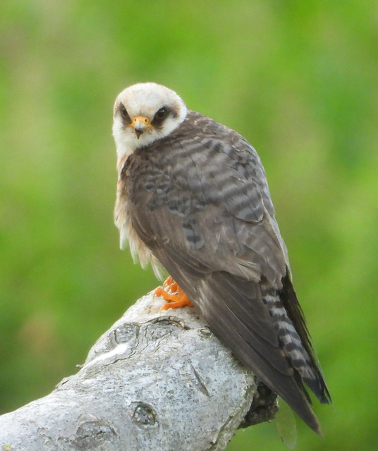 Red-footed Falcon scanning for prey.