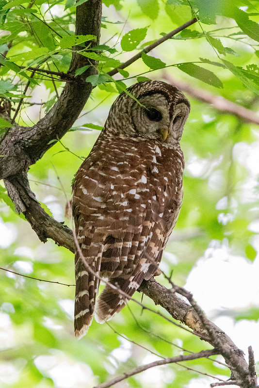 barred-owl-village-creek-drying-beds-fort-worth-5135