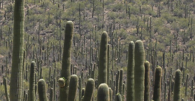 Forest Cactus Furest