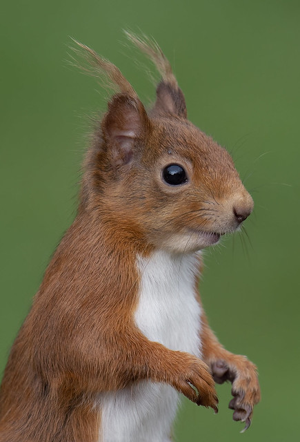 Red Squirrel Portrait