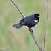 A Male Red Winged Blackbird