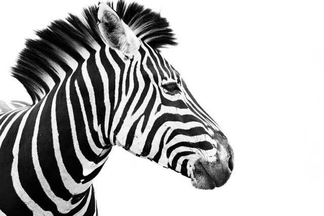 Zebra in profile
