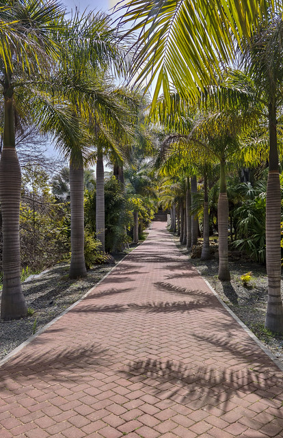 Allee with the Alexander Palm (Archontophoenix Alexandrae)