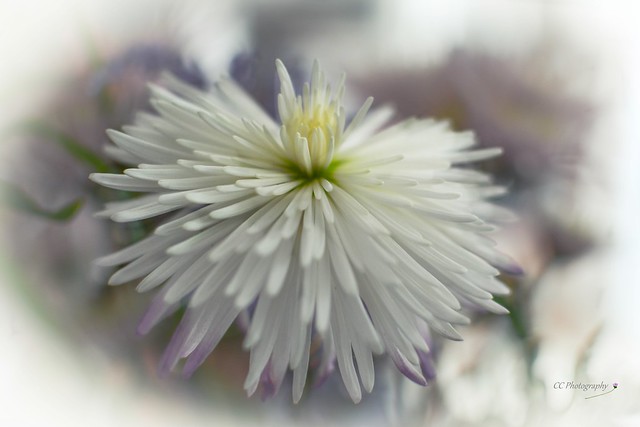 Chrysanthemum White Spider