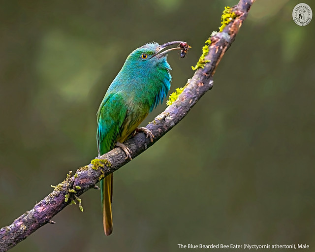 The Blue Bearded Bee Eater, Male
