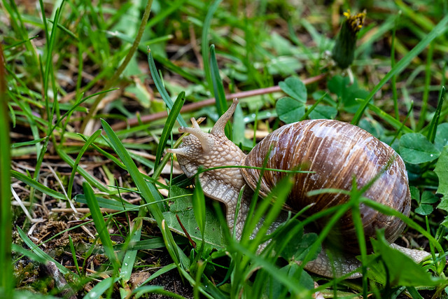 Auch dieses Jahr haben wir mindestens eine Weinbergschnecke im Garten, die sich hier über die Wiese bewegt - This year again we have at least one Roman snail in the garden that here is moving across the meadow