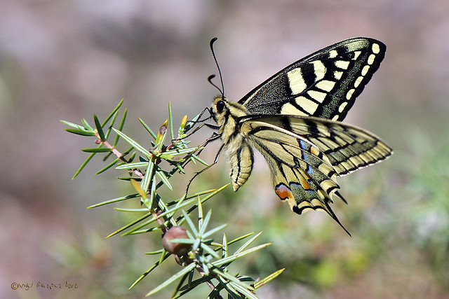Papilio machaon ( Linnaeus 1758)