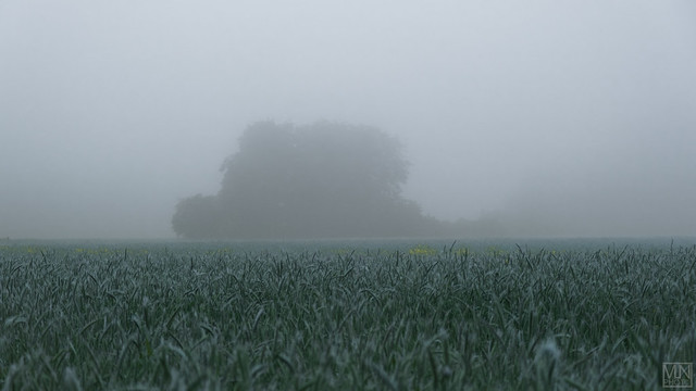 Fog after rain -2-