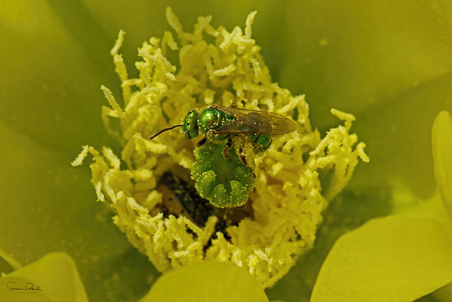 Green Metallic Sweat Bee