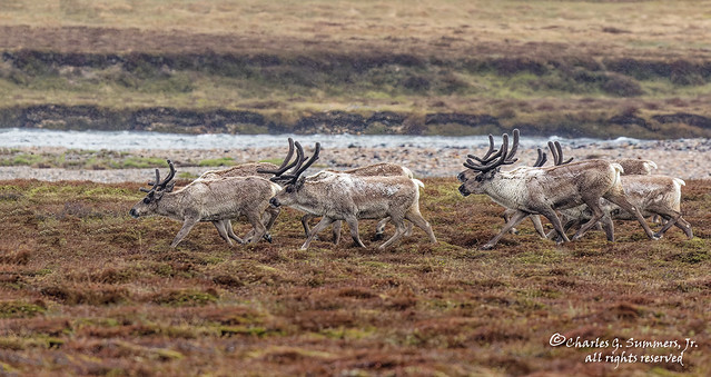 Reindeer on Icelandic tundra DI3A6463