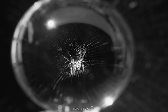 spider inside - lens ball reflection