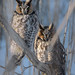 2 owls