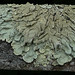 ODC Lichen on bench (Curly or Frilly) (2)