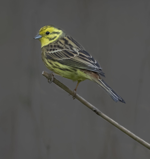 Male Yellowhammer on a dull morning