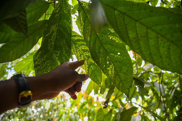 Ghana – COCOBOD project - Increase cocoa yields and increase overall production in Ghana