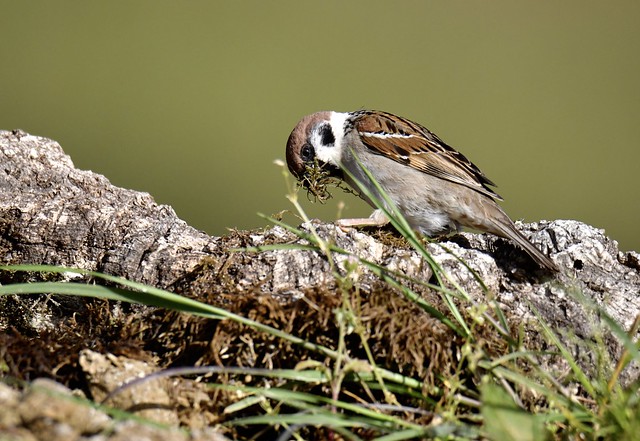 (2/3).. Pardal-montês, a depositar o material no ninho, Eurasian Tree Sparrow, to deposit material in the nest