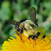 2022 Eastern Bumble Bee 006 - Bombus Impatiens