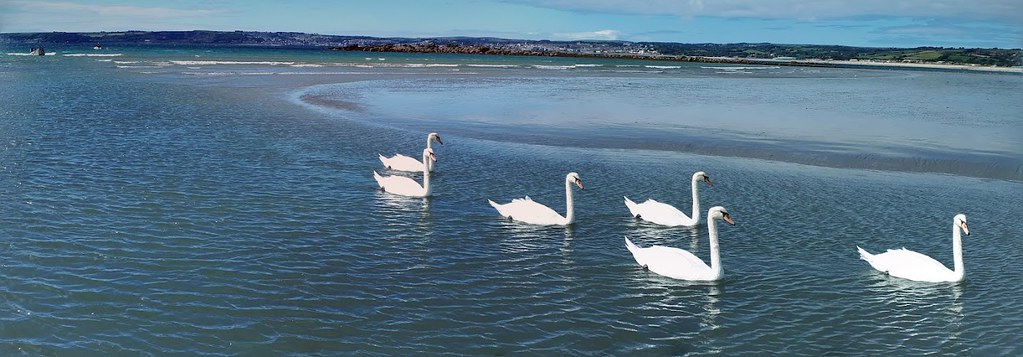 Mute swans at sea