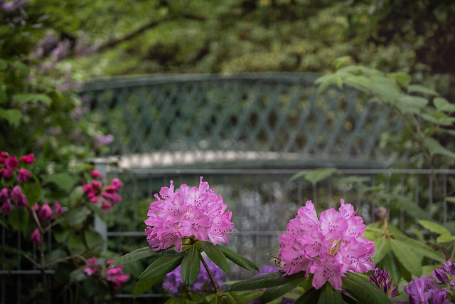 Blüten vor der  Parkbrücke