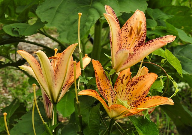 Hadley garden lilies
