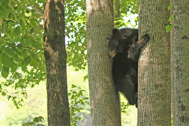 Yearling Black Bear cub
