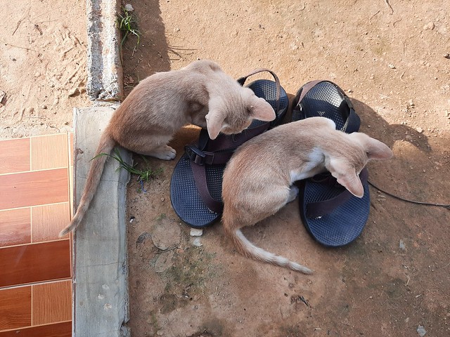 Cats and Chacos 1