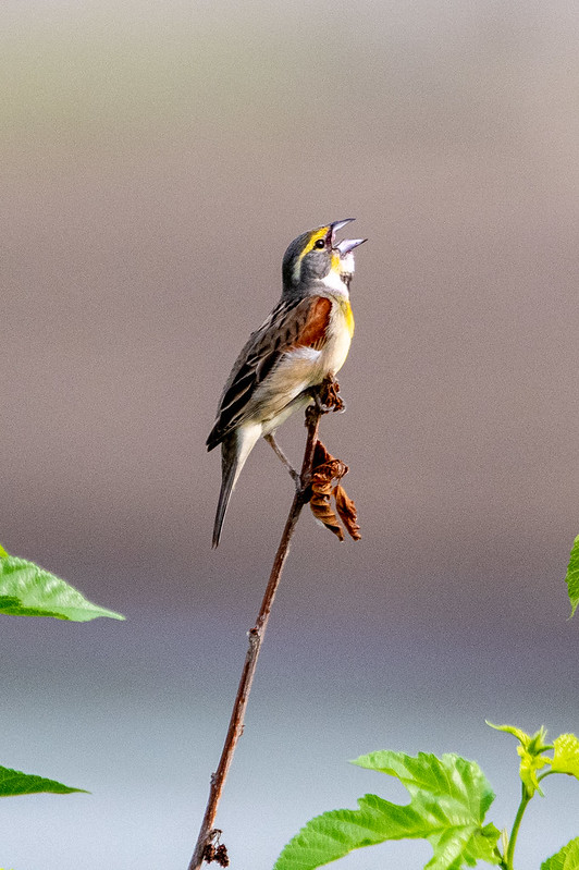 dickcissel-village-creek-drying-beds-fort-worth-5039