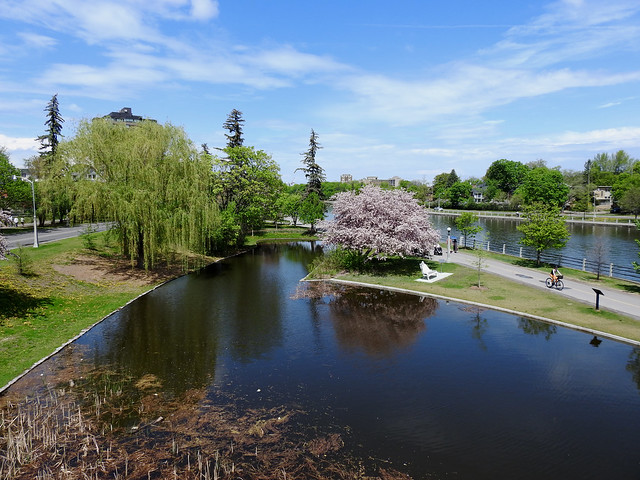 The lily pond at the west landing of the Flora (MacDonald) Footbridge in Ottawa, Ontario
