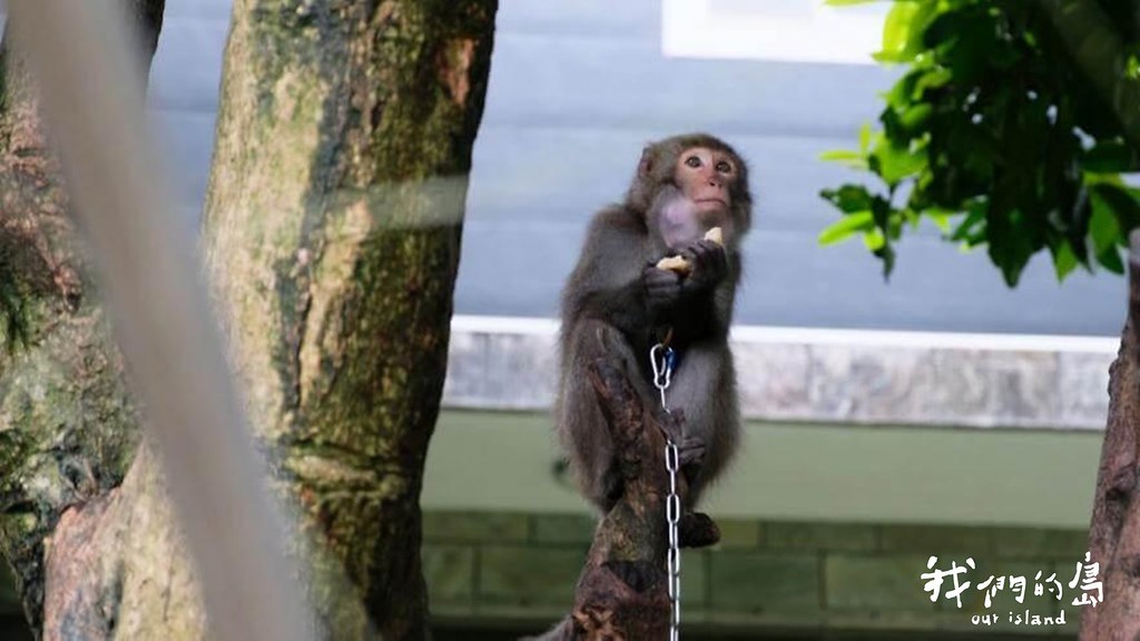 2019年台灣獼猴從保育類動物降級之後，動保團體接獲檢舉私養獼猴的案件數，逐年增加。