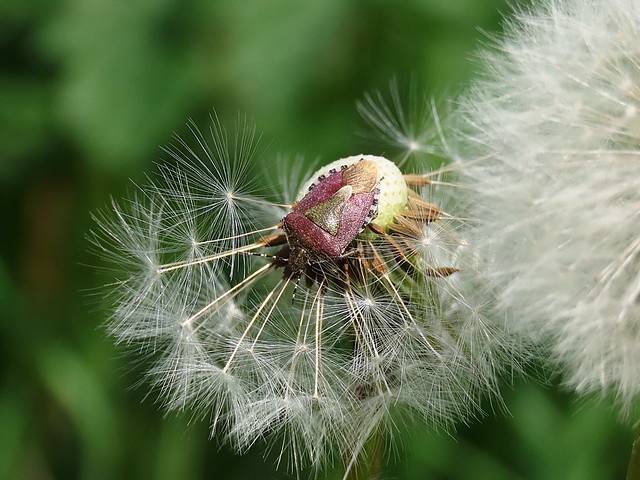 Hairy shieldbug