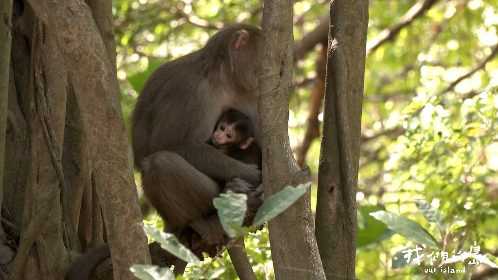 通常在野外，剛出生的嬰猴，不會離開媽媽太遠，母猴移動時也都抱得緊緊的。
