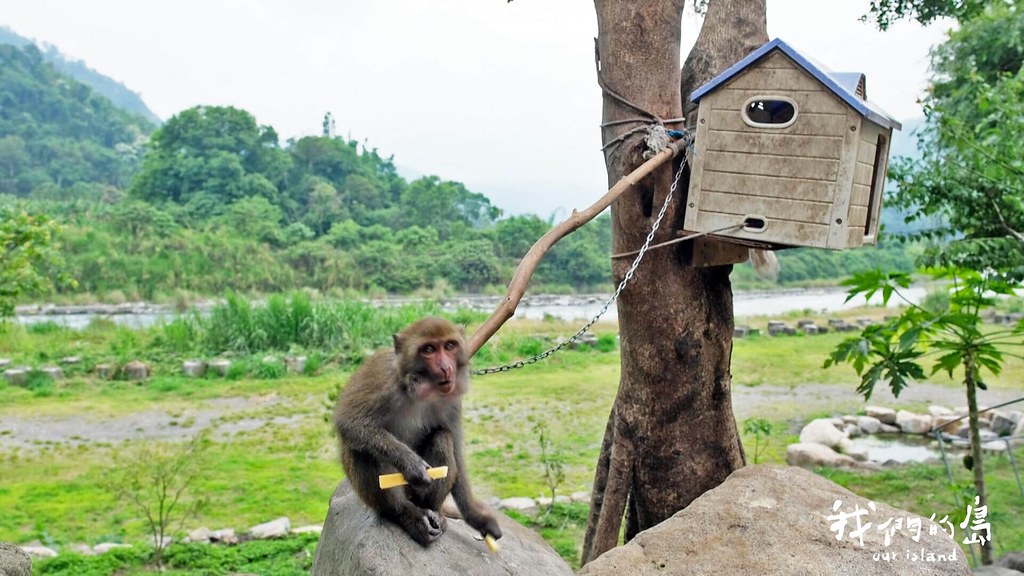 「悟」三歲多大，是露營區老闆養的第三隻台灣獼猴。