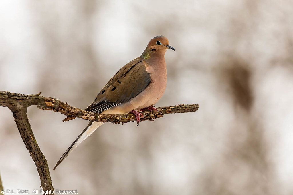 Mourning Dove #2 - 2021-12-23
