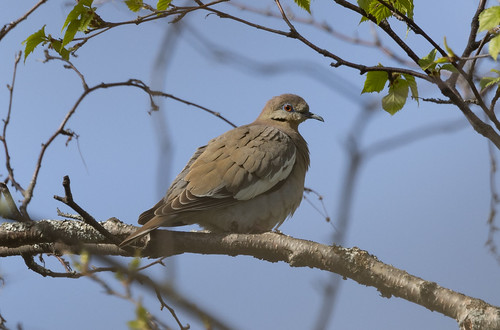 White-winged Dove in Duluth!