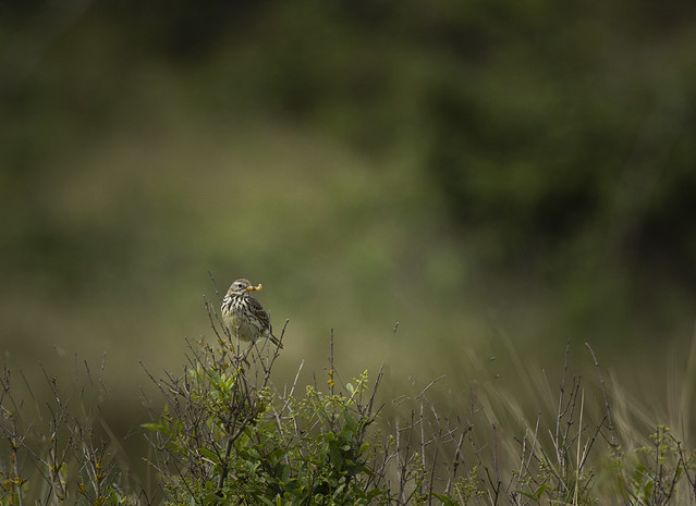 Meadow-pipit_5017