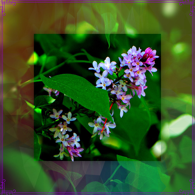 My Lilac For You