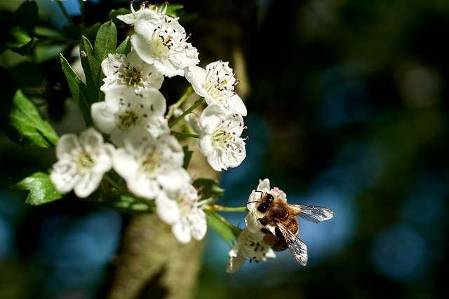 glückliche Biene