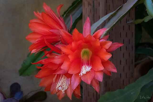 Red Orchid Cactus - EXPLORE