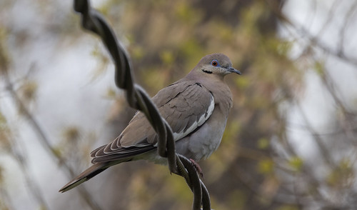 White-winged Dove in Duluth!